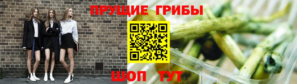 Псилоцибиновые грибы GOLDEN TEACHER  магазин    Георгиевск  Вход с VPN 
